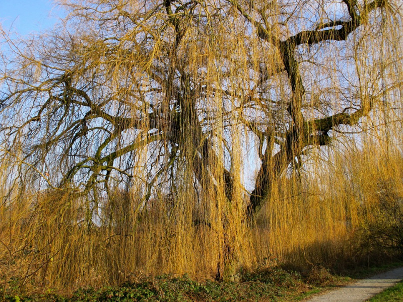 verschillende-soorten-bomenwillow-wilgen-treurwilg-wilgenkatjes-bomen-herkennen-wilgenfamilie-salix-insectenbomen-schietwilg, katwilg, grauwe wilg, geoorde wilg, kraakwilg, boswilg